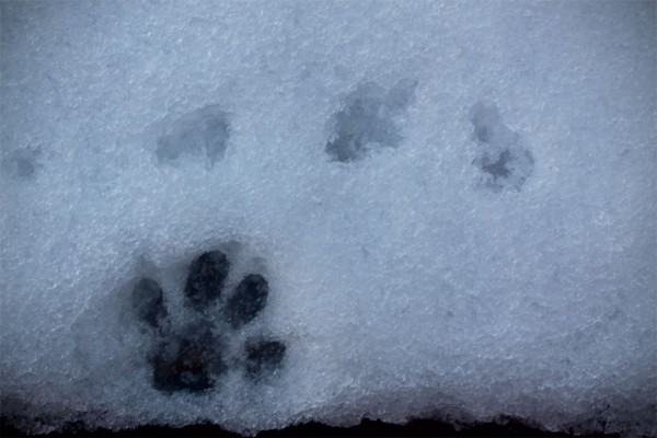 Cat paw print in snow